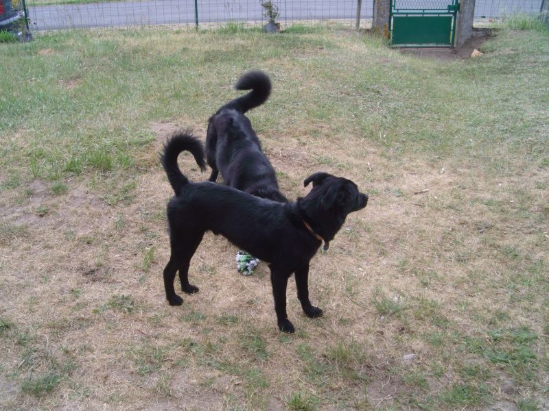 frisby ratier male de 8 mois  noir - Page 2 Photos10