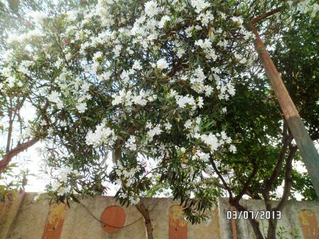  Laurier -rose (Nerium Oleander).  Culture &entretien. Photos. 611