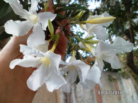  Laurier -rose (Nerium Oleander).  Culture &entretien. Photos. 811