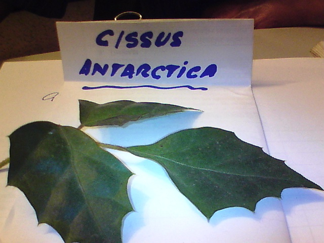 CISSUS(Rhoicissus) Cissus12