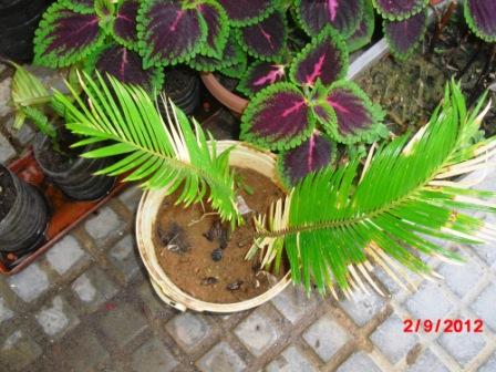 cycas revoluta Copie_53