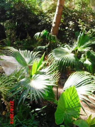 Livistona chinensis  - une beauté tropicale pour nos jardins Palmie10