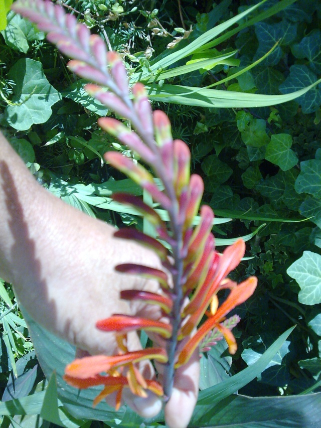Floraisons de janvier - Page 3 Photo020