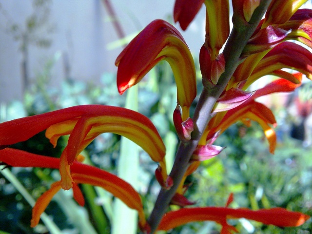 Floraisons de janvier - Page 3 Photo021