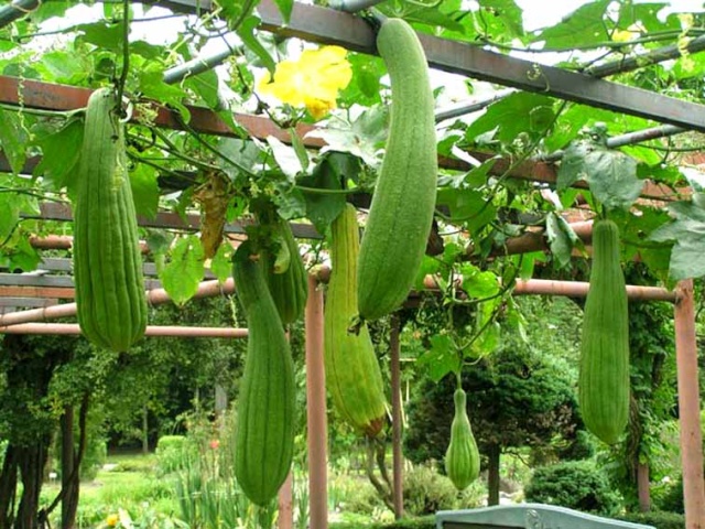 La Louffa (éponge végétale) Plants10