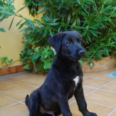 MESTIZO DE LABRADOR. AYUDA URGENTE Urge10