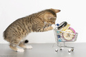 Galeries Chiens et Chats Anb_ch64