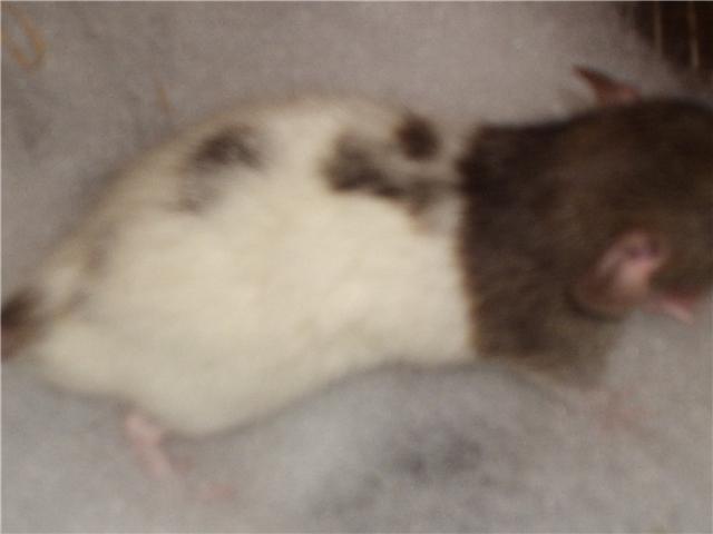 bébés rat dumbo troyes Getatt16