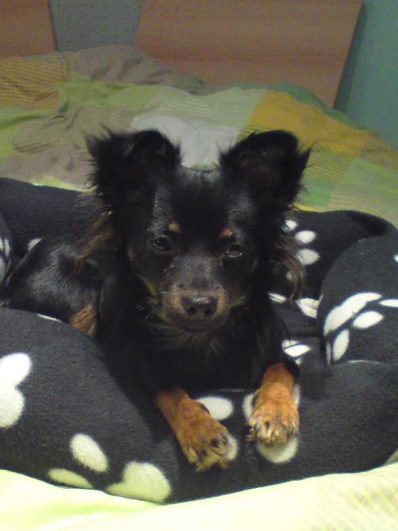 Enzo, Chihuahua poils longs ♥ Dsc00730