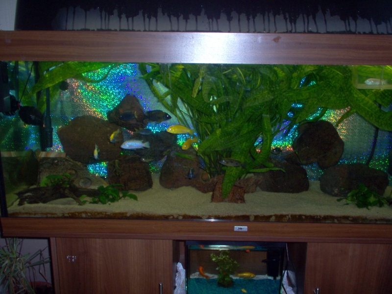mes aqua, mes poisson,mon fish room Mariag48