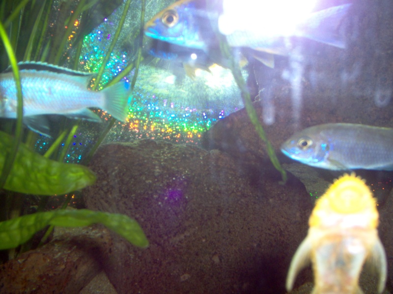 mes aqua, mes poisson,mon fish room Mariag55
