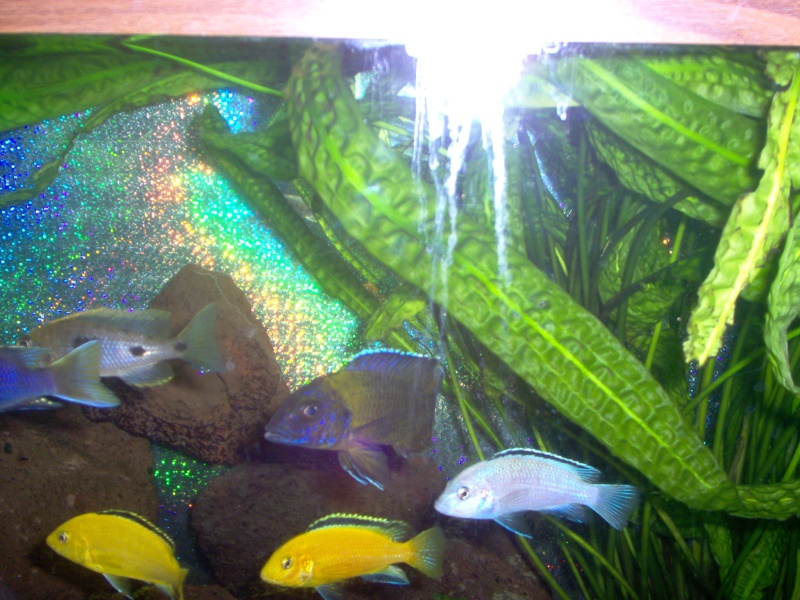 mes aqua, mes poisson,mon fish room Mariag57
