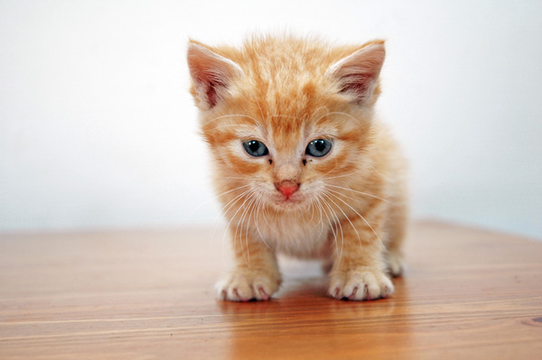 10 ans de prison pour le meurtre d'un chaton  Chaton10