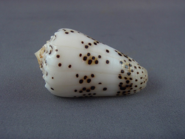 Puncticulis pulicarius - (Hwass in Bruguière, 1792) Cones_16