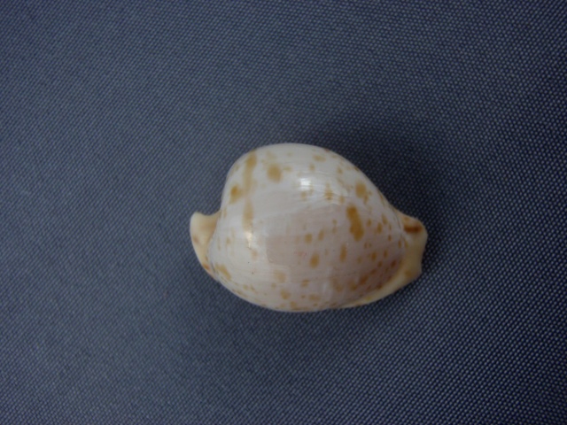 Cypraeovula algoensis permarginata Lorenz, 1989  Cyprae10