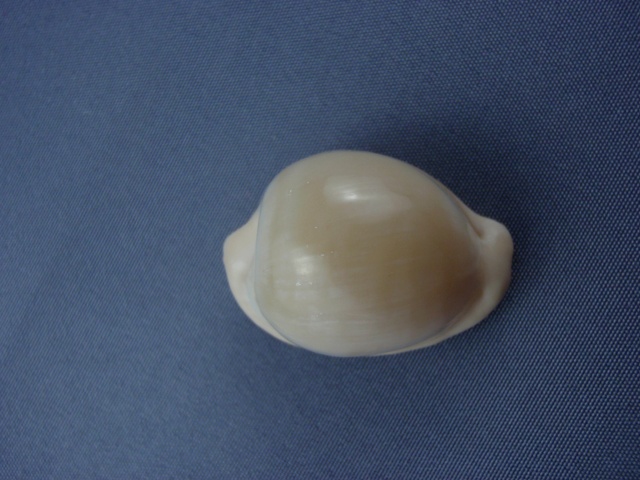 Cypraeovula fuscodentata sphaerica Lorenz, 2002 Cyprae19