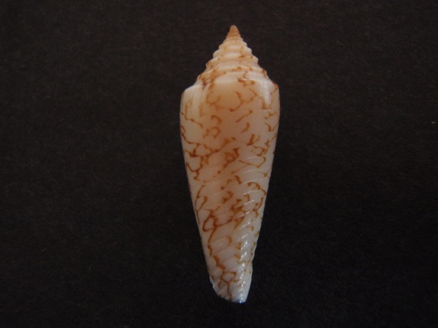 Conus (Phasmoconus) lienardi  Bernardi & Crosse, 1861 P1050010