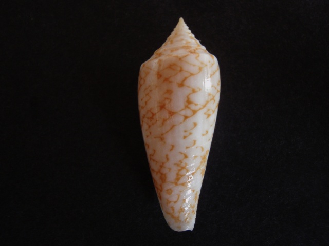 Conus (Phasmoconus) lienardi  Bernardi & Crosse, 1861 P1050012
