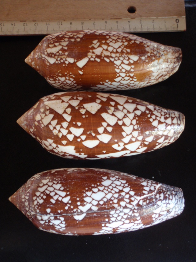 Conus (Darioconus) aulicus Linnaeus, 1758 P7300012