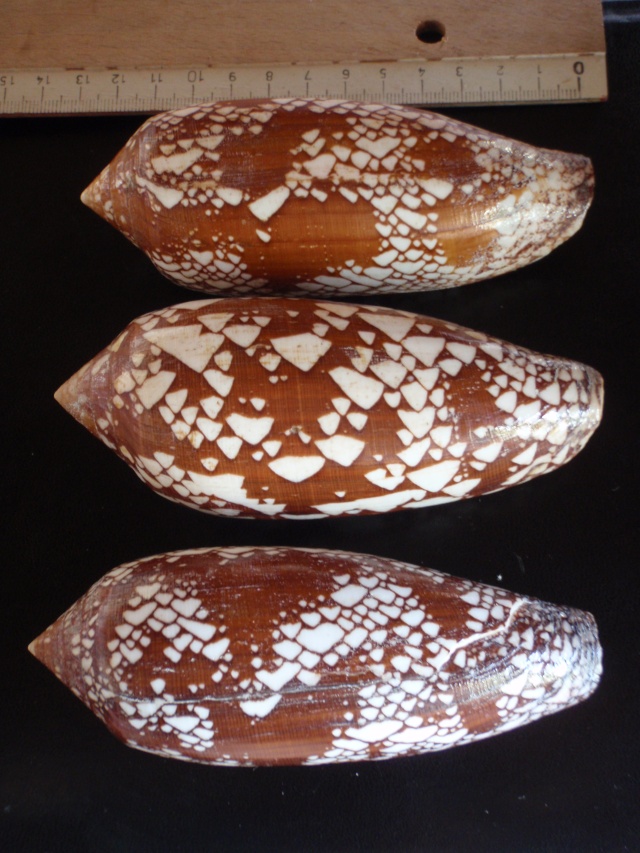 aulicus - Conus (Darioconus) aulicus   Linnaeus, 1758 P7300012