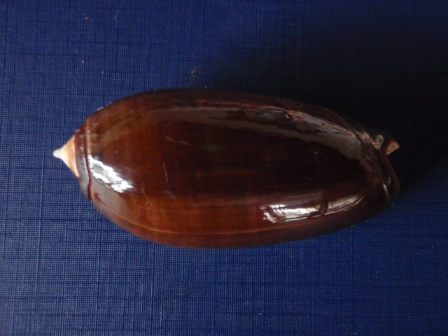 Miniaceoliva concinna (Marrat, 1870) P8070014