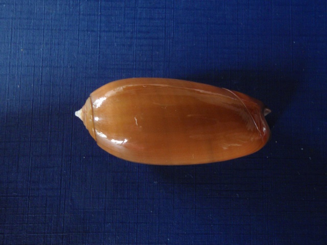 Miniaceoliva concinna (Marrat, 1870) P8070016