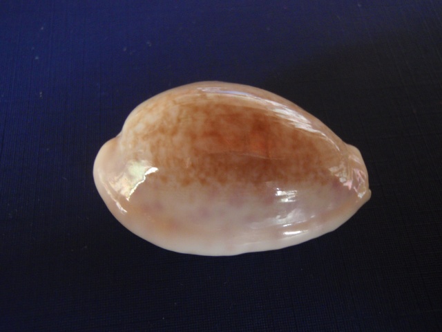 Ovatipsa chinensis (Gmelin, 1791)  P8080012