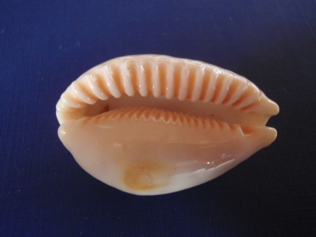 Ovatipsa chinensis (Gmelin, 1791)  P8080013
