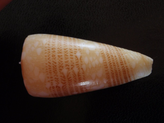 Conus (Eugeniconus) victor (Broderip, 1842)  -  Et ses formes P8270010