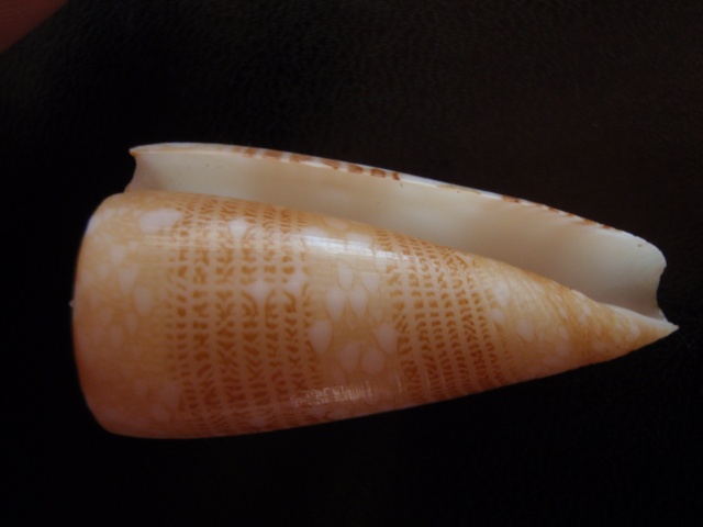Conus (Eugeniconus) victor (Broderip, 1842)  -  Et ses formes P8270011