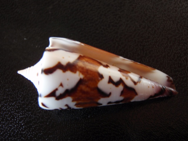 Conus (Strategoconus) generalis   Linnaeus, 1767 P8270014