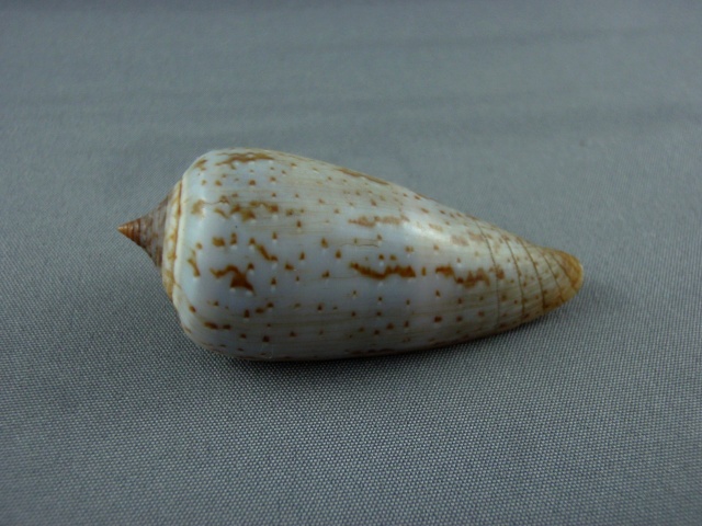 Conus (Phasmoconus) cinereus  Hwass in Bruguière, 1792 Turida10