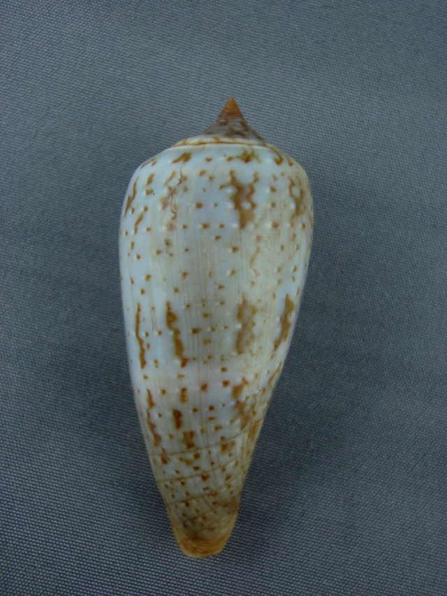 Conus (Phasmoconus) cinereus  Hwass in Bruguière, 1792 Turida11