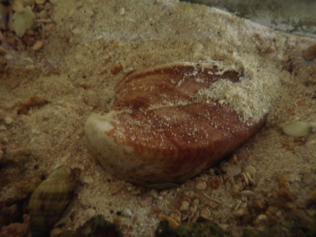 Cucullaeidae :  Cucullaea labiata (Lightfoot, 1786)  Veneri16