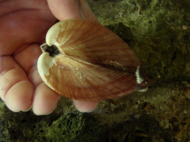 Cucullaeidae :  Cucullaea labiata (Lightfoot, 1786)  Veneri18