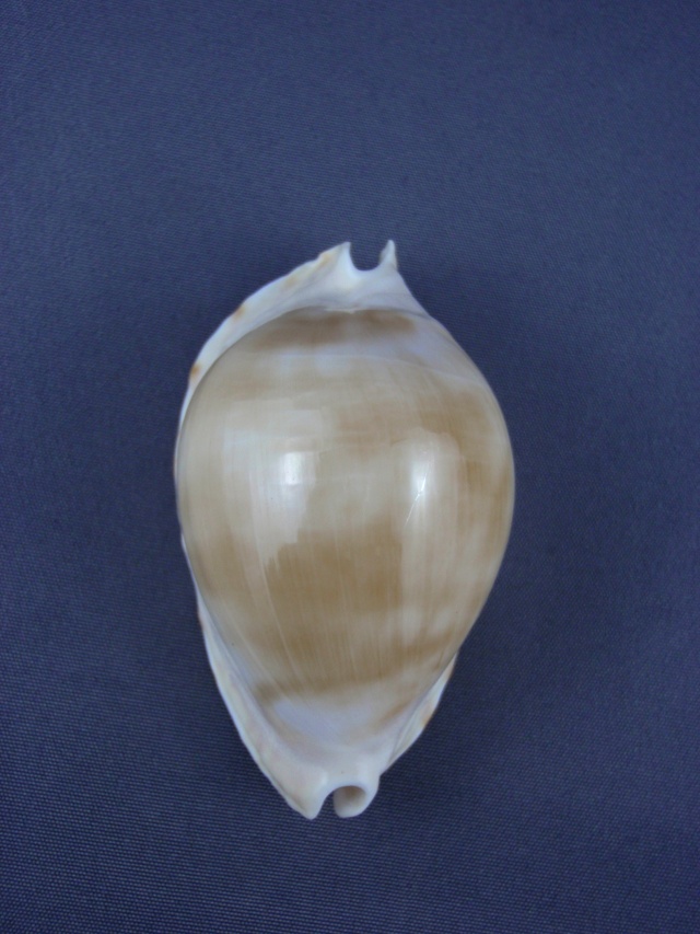 Zoila marginata albanyensis nimbosa - (Raybaudi Massilia, L., 1994) Zoila_14