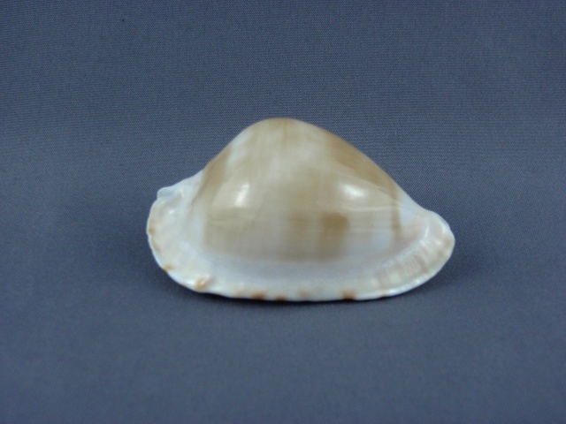 Zoila marginata albanyensis nimbosa - (Raybaudi Massilia, L., 1994) Zoila_15