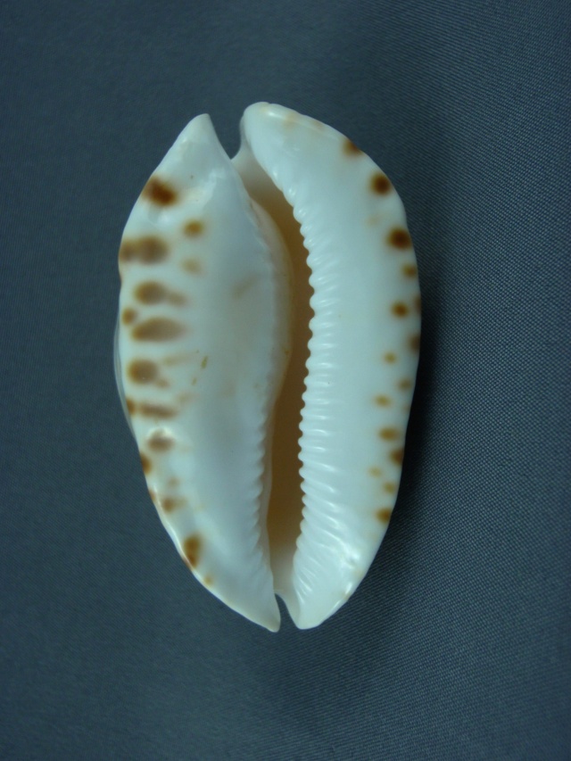 Zoila marginata albanyensis nimbosa L. Raybaudi, 1994 Zoila_17