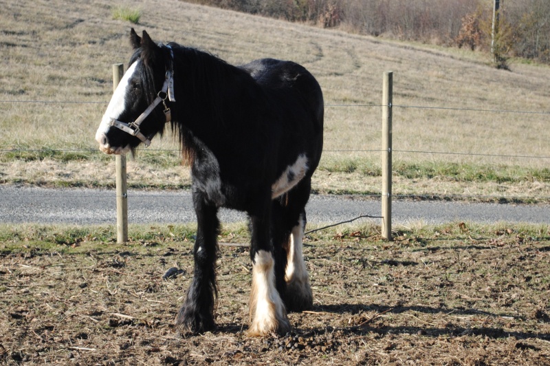 Perline des Longs Saules : Des nouvelles P3 Csc_0912