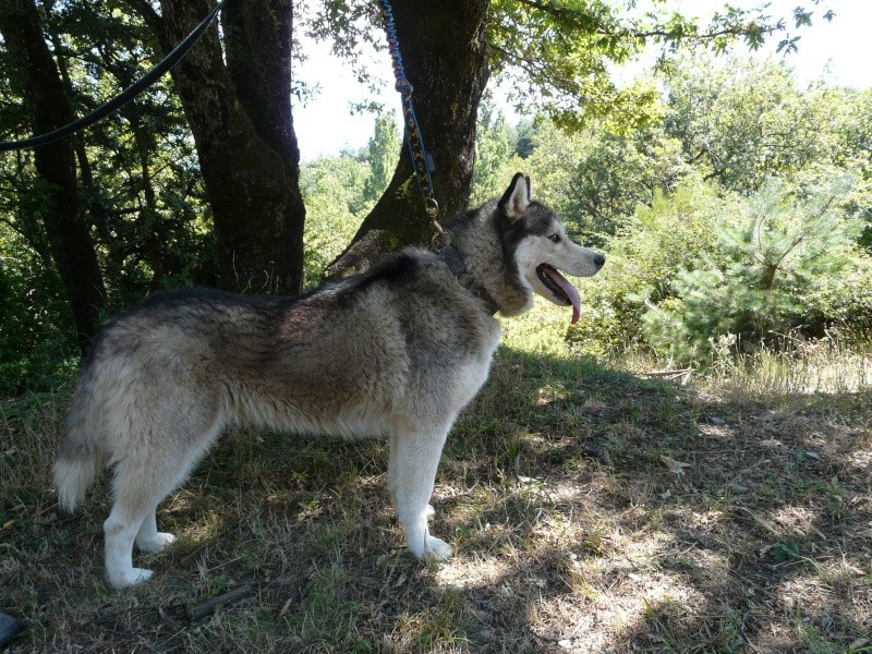 MOHICANE husky (f) 4 ans  l'eden vallée ASSO (07) ADOPTEE P1060313