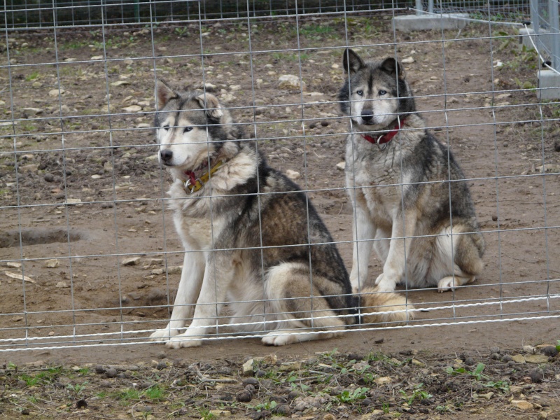 LUCKY Husky 16 ans et demi ASSO65  DECEDE P1070713