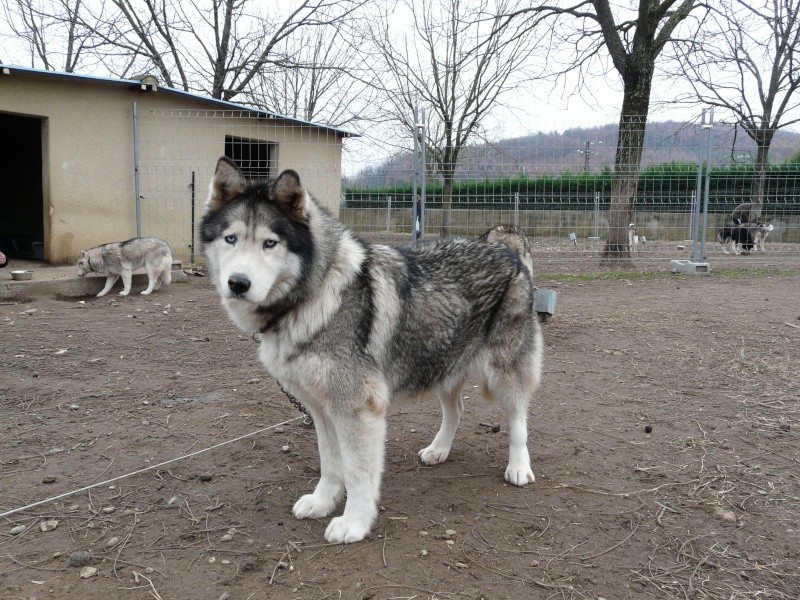 OUKIOK Superbe! malamute x husky (m) 13ans asso Eden Valley (26)DECEDE P1070714