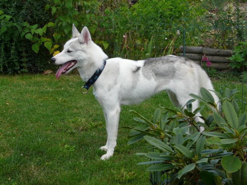 Alaska femelle Husky LOF sera euthanasié à 15h !!! (57)SOS ADOPTEE - Page 3 P1110311