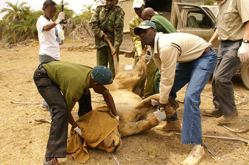 Kenya - Leoni con i collari a Amboseli National Park Lion_f10