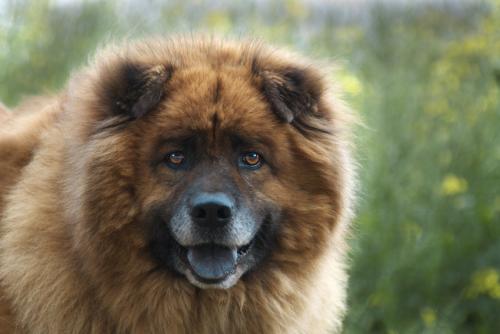 NELO - croisé chow-chow de 13 ans - Luxembourg Nelo10