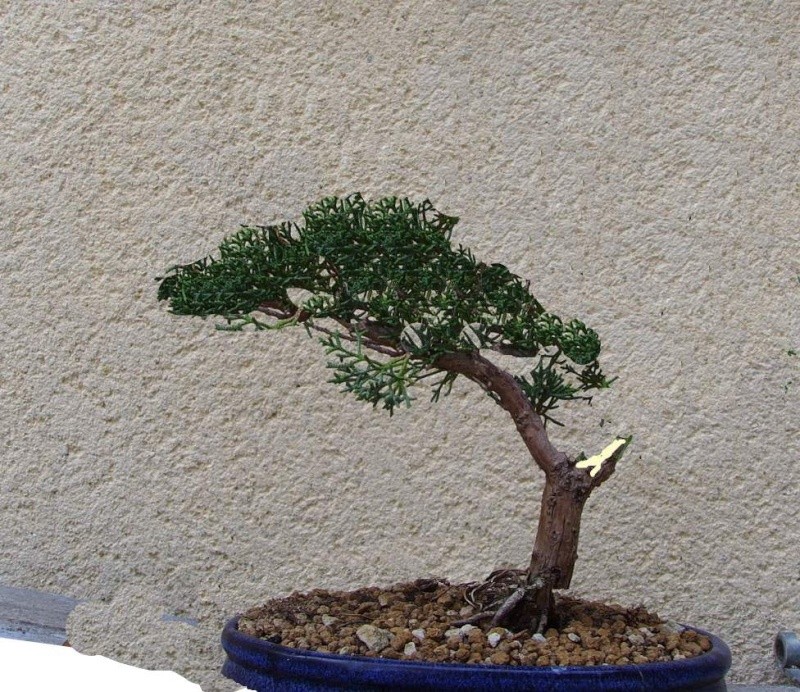 nouveau sur le site comme en bonsai SOS Sgtpep11