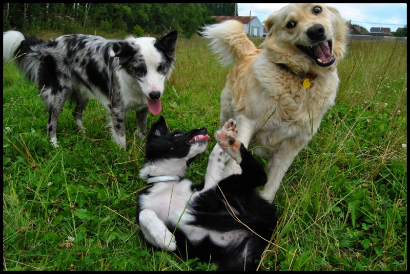 Rencontre Tessa, Diego et Leasy (Tika) Dsc_0317