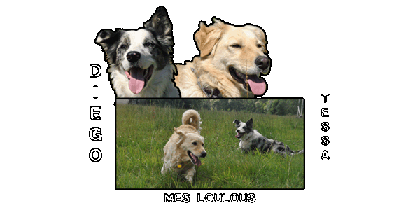 chiot - (adopté) chiot border mâle 7semaines dans le 77 Sans_t11
