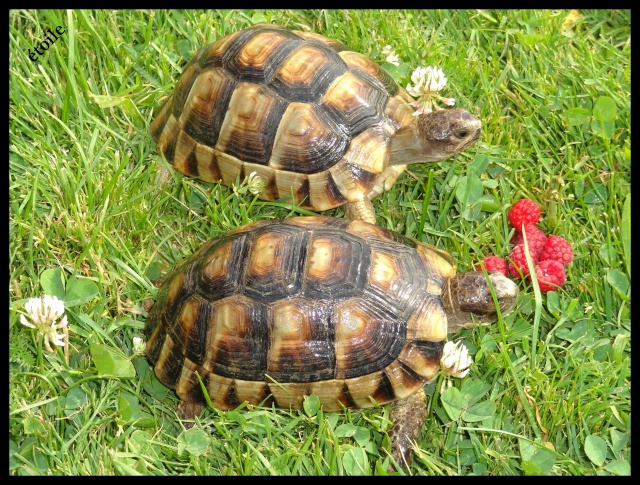 Miam les framboises ! Margin10