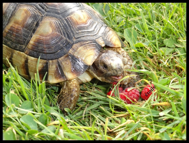 Miam les framboises ! Margin11